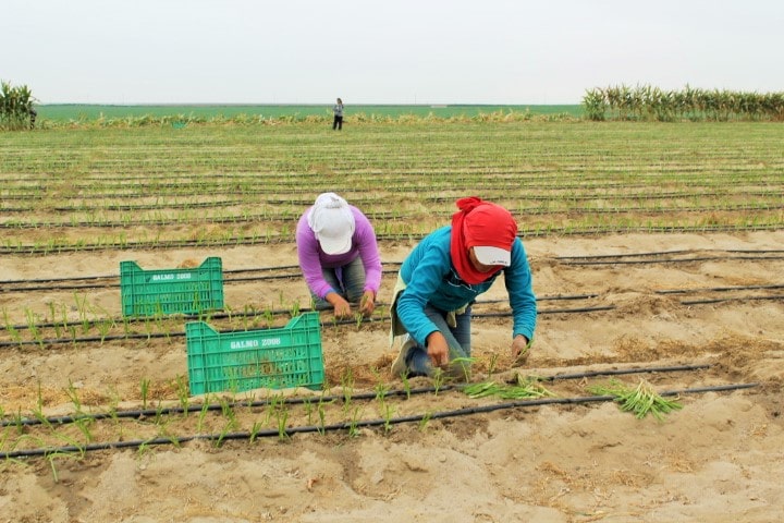 Transplante (Campo Definitivo)